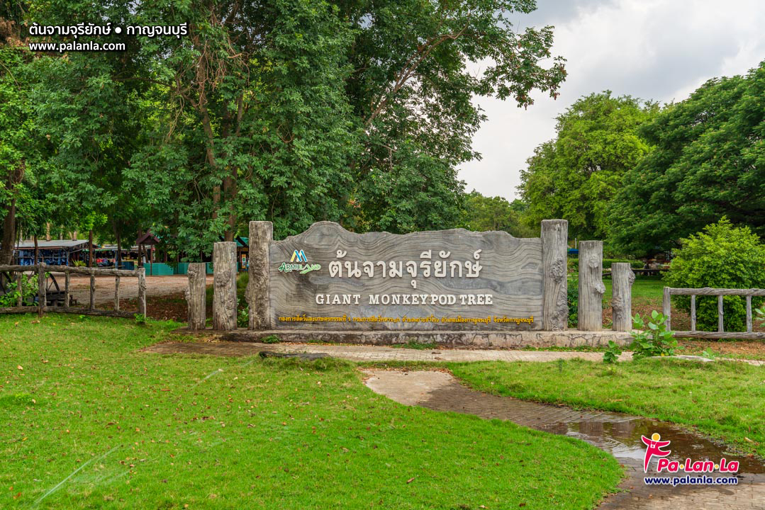 Giant Monkey Pod Tree